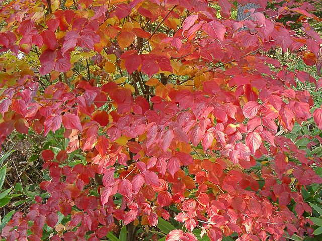 ヤマボウシの紅葉 蓼科山麓阿呆陀羅日乗