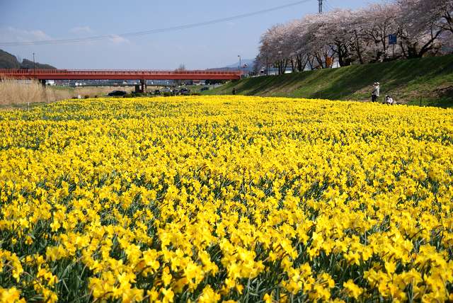 水仙と桜