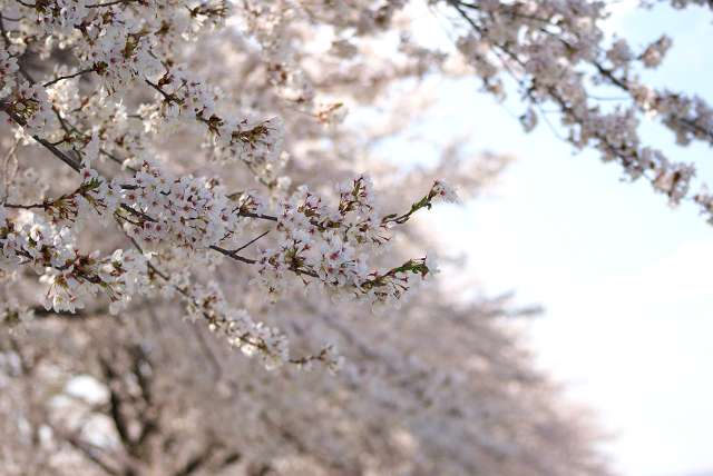 桜