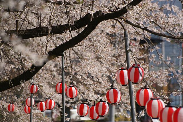 桜に提灯