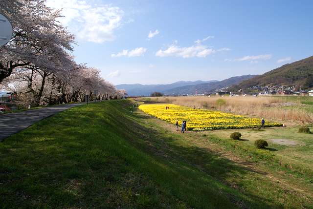 桜と水仙